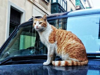 Portrait of cat sitting on car window