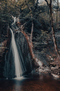 Scenic view of waterfall in forest