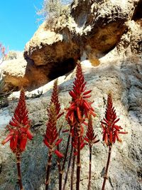 Low angle view of red flower against sky