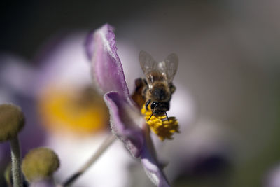 Close-up of bee on purple flower