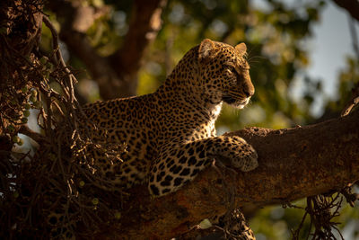 Low angle view of leopard relaxing on branch in forest