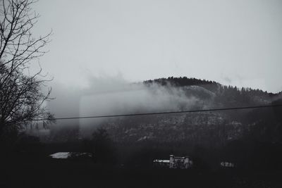 Trees in foggy weather
