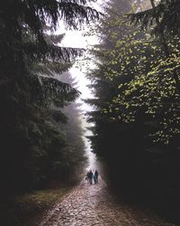 People walking on footpath amidst trees in forest