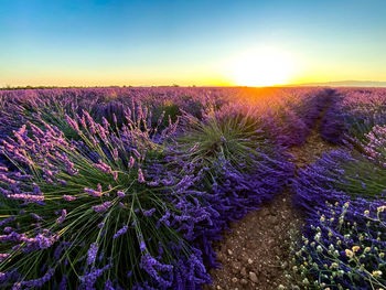 Purple flowering plants on field against sky during sunset