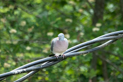 Close-up of bird perching on branch