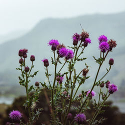 Close-up of pink flowering plants against sky