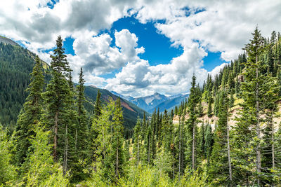 Low angle view of trees against sky