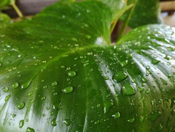 Close-up of wet leaves on rainy day