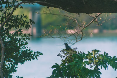 Close-up of plant against lake