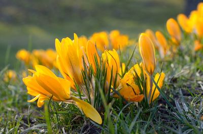 Close-up of yellow crocus blooming on field