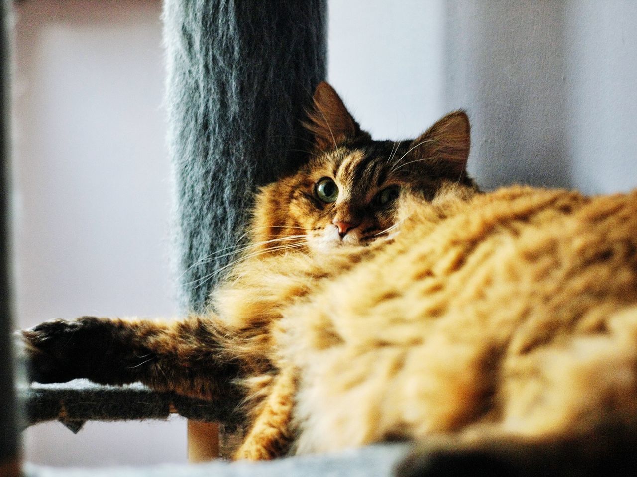 domestic cat, cat, animal themes, animal, domestic, feline, pets, mammal, domestic animals, one animal, vertebrate, selective focus, no people, relaxation, indoors, close-up, looking, portrait, looking at camera, kitten, whisker, animal head, tabby