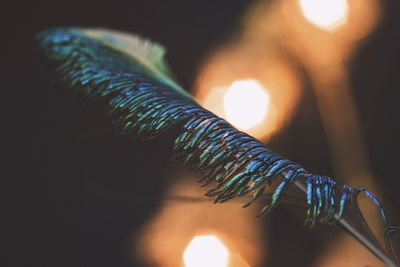 Close-up of peacock feather against illuminated lights