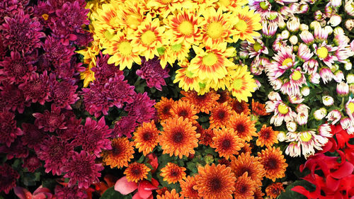 Full frame shot of multi colored flowering plants