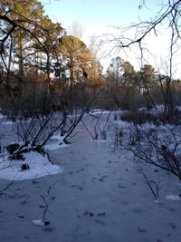 Bare trees on snow covered landscape