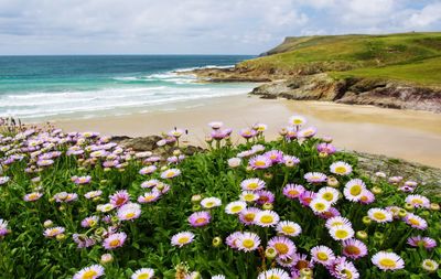 Flowers blooming by seaside