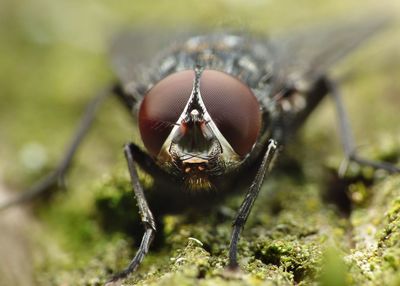 Close-up of insect