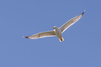 Low angle view of seagull flying in sky