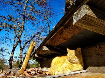 Cat sitting on wood against trees