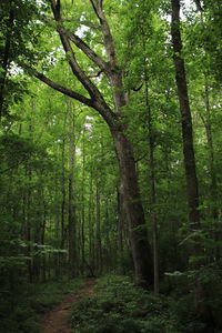 Trees growing in forest