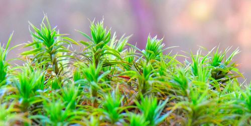 Close-up of plants growing on field