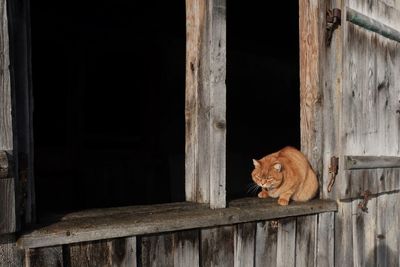 Cat on window