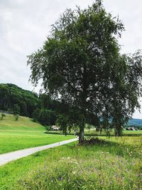 Trees on field against sky