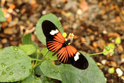 Butterfly on flower