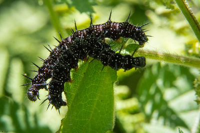 Caterpillar on leaves