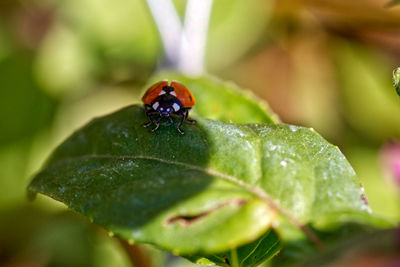 Close-up of ladybug on leaf