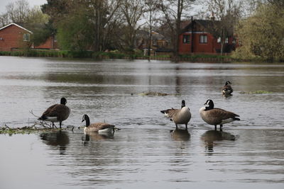 Ducks in a lake