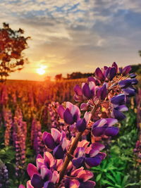 Close-up of purple flowering plants on field during sunset