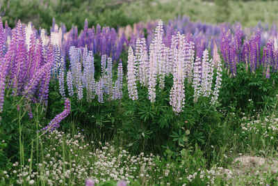 Purple flowering plants on field