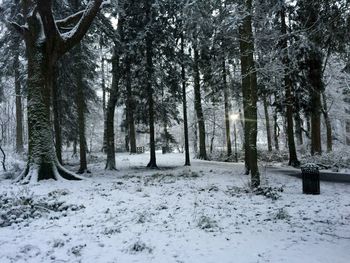 Trees in forest