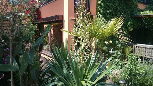 Plants growing in yard