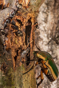 Close-up of a tree trunk