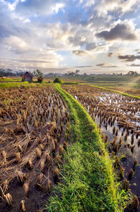 Scenic view of agricultural field against sky