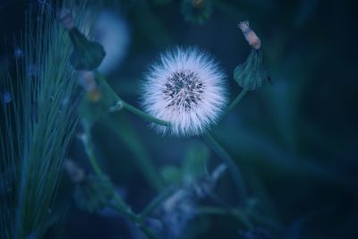 Close-up of dandelion flower