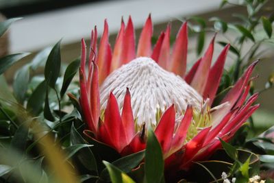 Close-up of red flowers blooming outdoors