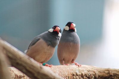 Close-up of birds perching on wood