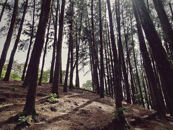 Trees growing in forest