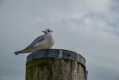 Low angle view of seagull perching on wooden post