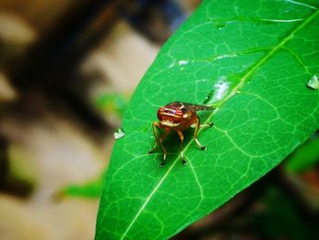 Close-up of insect on leaf