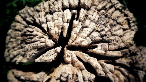 Close-up of tree stump