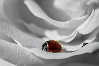 Close-up of ladybug on flower