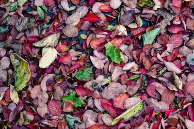 Full frame shot of leaves