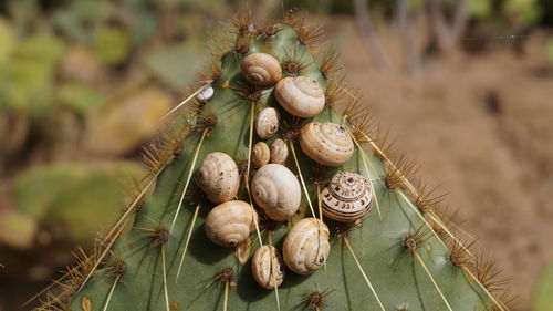 Madeira land snails clustered together on cactus plants to avoid sun heat textured nature background