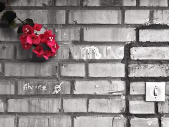 Close-up of red flowers against brick wall
