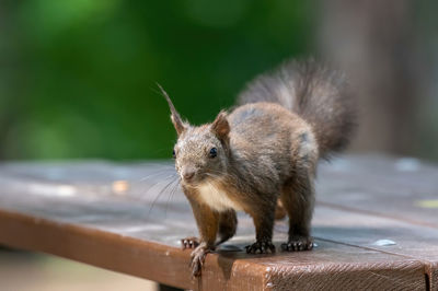 Close-up of squirrel