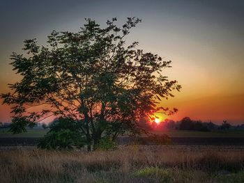 Tree at sunset