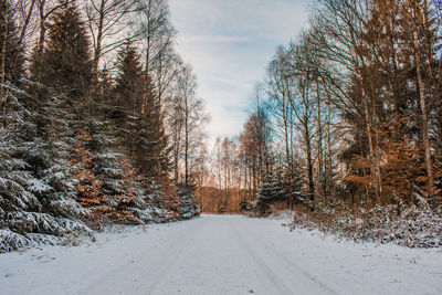 Snow covered road amidst trees against sky during winter